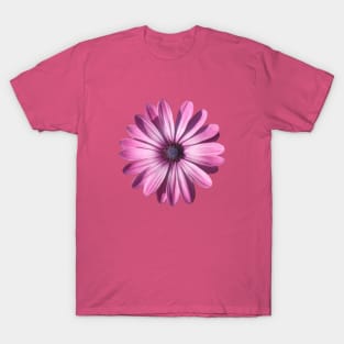 Spectacular African Daisy Isolated T-Shirt